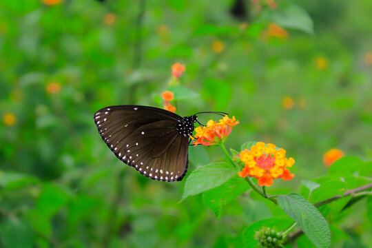 a butterfly sucking the juice from a flower in my yard in aceh indonesia