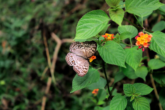 Mocha brown butterfly patterned like a very beautiful eye in aceh Indonesia