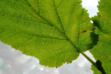 Leaf of a deciduous tree