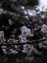 cherry blossom