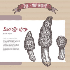 Morchella elata aka black morel sketch on cardboard background. Edible mushrooms series. - 556487178