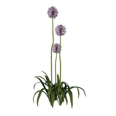 Front view of Plant Flower ( Allium giganteum 3) Tree png
