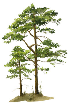 Two pines on the ground with grass hand drawn in watercolor. Watercolor illustration. 