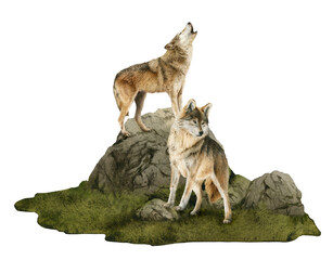 Two wolves on the rock hand drawn in watercolor. Watercolor animal illustration. Howling wolf.