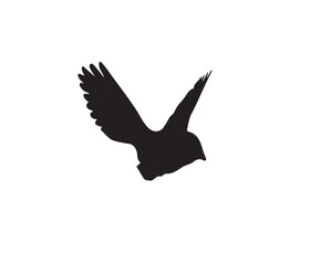eagle in flight