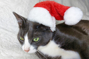 A funny gray cat in a Santa hat lies on the bed. Christmas.