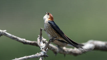 Cecropis cucullata - Greater striped swallow - Hirondelle à tête rousse © Thomas
