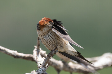 Cecropis cucullata - Greater striped swallow - Hirondelle à tête rousse © Thomas