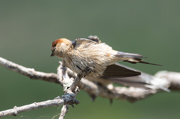 Cecropis cucullata - Greater striped swallow - Hirondelle à tête rousse © Thomas