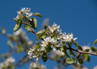 Close-up of a branch with blossoms from the pear tree in spring. The sky is blue in the background