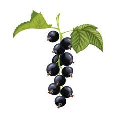 black currant leaf cartoon. berry fruit, blackcurrant leaves, fresh food, plant green, branch herb, juice clipping, herbal ripe black currant leaf vector illustration