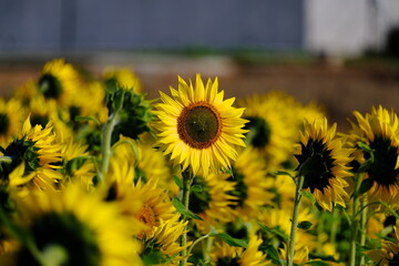 季節外れに満開な向日葵畑