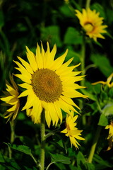 季節外れに満開な向日葵畑