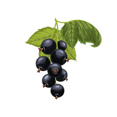 black currant branch cartoon. leaf berry, fruit food, healthy green, fresh ripe, juicy plant, dessert sweet black currant branch vector illustration