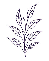 doodle foliage leaves