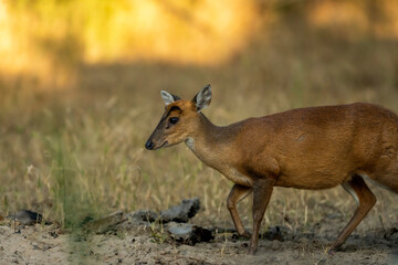 side profile of barking deer or muntjac or Indian muntjac or red muntjac or Muntiacus muntjak...