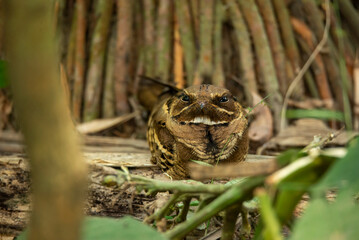 Indian nightjar