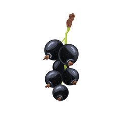 black currant ripe cartoon. berry blackcurrant, fruit branch, fresh raw, bush food, garden organic black currant ripe vector illustration