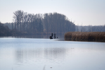 creek with clear water is habitat for animals