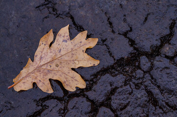 Brown oak leaf on dark black cracked Asphalt or tar