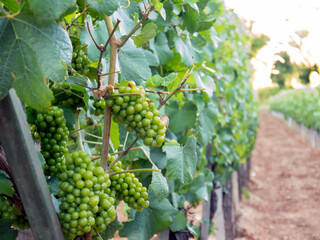 Close up bunch of green grape berries on vineyard plantation field with unfocused background side view