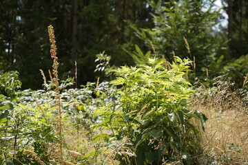 Fototapeta premium Meadow at the edge of the forest vegetattion with lush green grass and flowers
