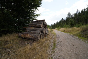 Forest dieback due to climate change, drought and storms and deforestation