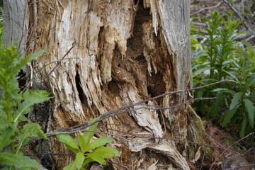 rotten wood left in the forest is a breeding ground