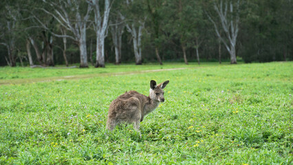 Obraz na płótnie Canvas Kangaroo wallaby spotted at Coombabah Australia at fotest
