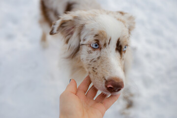 Young beautiful Australian Shepherd sits outdoors in winter. Close-up portrait. Blue eyes