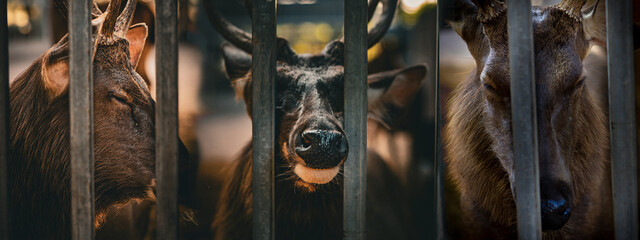 Protection of wildlife. Cruel treatment with elk, mammals. Welfare of wild nature. Extinction risk. Deer in captivity. Sad wild animal in cage.