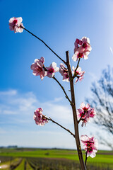 Blooming almond trees in Rhineland Palatinate (German Wine Street)