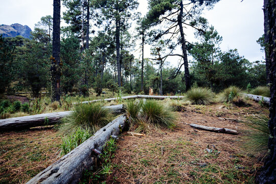 Forested natural landscape in La Malinche mountain, on a cloudy day