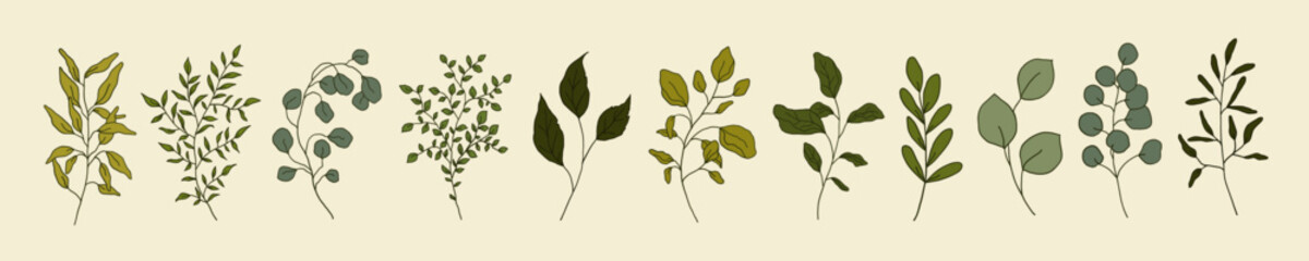 Set of greenery vintage floral branch, leaf, plants. Botanic delicate green foliage leaves. Hand drawn vector illustration