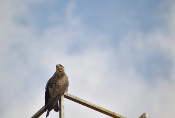 A closeup selective focus Picture of Kite or Eagle sitting against blue Sky with neck turned
