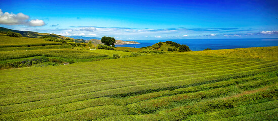 Fototapeta na wymiar landscape with green yea plants and blue sky