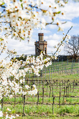 Blooming almond trees in Rhineland Palatinate (German Wine Street)