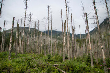 Martwy g&oacute;rski las