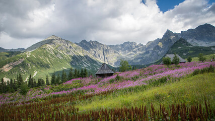 Tatrzańska dolina z kwitnącymi kwiatami