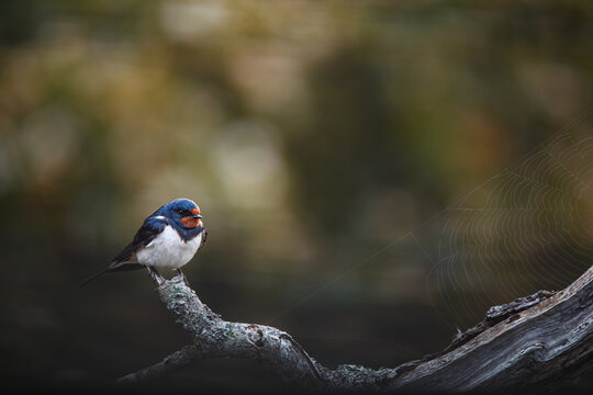 Barn swallow waiting