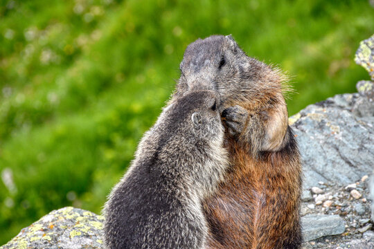 Murmeltier, Murmeltiere, Baby, Nachwuchs, Fell, klein, kuschelig, herzig, unbeholfen, Sommer, Stein, Fels, Hochgebirge, Alpen, Alpenmurmeltier, Mankei, Murmel, H&ouml;rnchen, Erdh&ouml;rnchen, Hochalpen, Famili