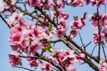 Fototapeta na wymiar Blooming almond trees in Rhineland Palatinate (German Wine Street)