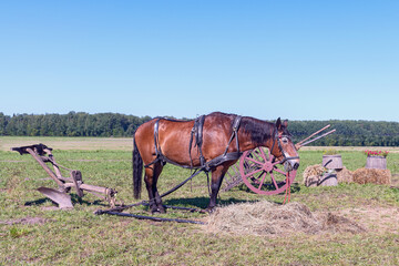 a powerful horse eats fresh hay after plowing the field with a hand plow. Reconstruction of ancient methods of field processing. St. Petersburg. Russia - 556494997