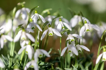 Pretty snowdrop flowers in the February sunshine