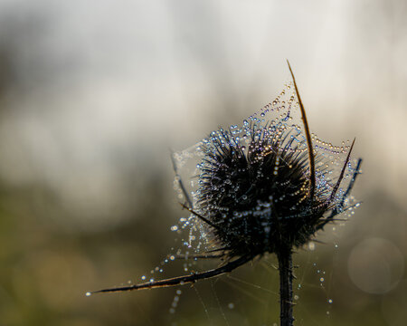 Chardon 이미지 찾아보기 4,790 스톡 사진, 벡터 및 비디오 Adobe Stock