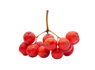 A bunch of red rowan berries on a transparent background. PNG