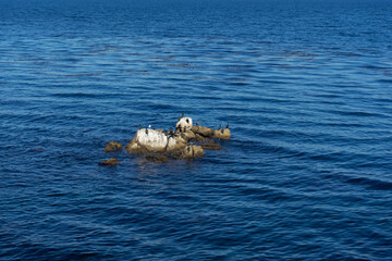 Seabirds on rocks in the sea waters of Monterey Bay in California.Seabirds on rocks in the sea waters of Monterey Bay in California.
