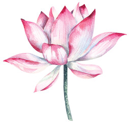 Watercolor pink lotus.Pink lotus.Botanical illustration.Elements for design decorating vintage style invitation cards.