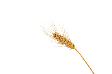 Obraz premium spikelets of wheat isolate on white background. Selection focus.