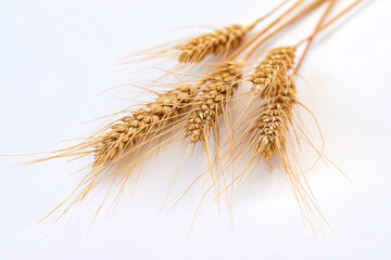Obraz premium spikelets of wheat isolate on white background. Selection focus.